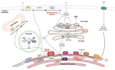 Therapeutic implications for sphingolipid metabolism in metabolic dysfunction-associated steatohepatitis